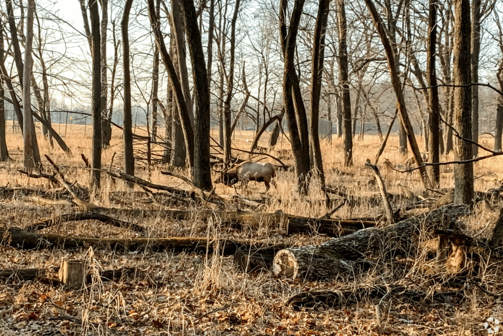 Elk In Elk Grove Village
