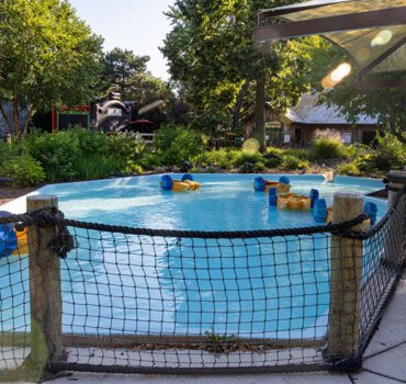 Pirates Cove Childrens Theme Park In Elk Grove Village Pool
